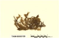 藏品(美喙苔屬)的圖片